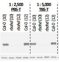 RBOHD | Respiratory burst oxidase homolog protein D in the group Antibodies Plant/Algal / Environmental Stress / Plant Oxidative Stress at Agrisera AB (Antibodies for research) (AS15 2962)